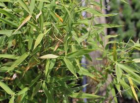 Bambus 'Panda' - Fargesia murieliae 'Panda'