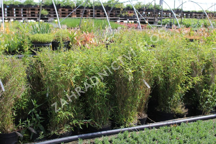 Bambus 'Panda' - Fargesia murieliae 'Panda'