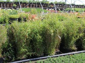 Bambus 'Panda' - Fargesia murieliae 'Panda'