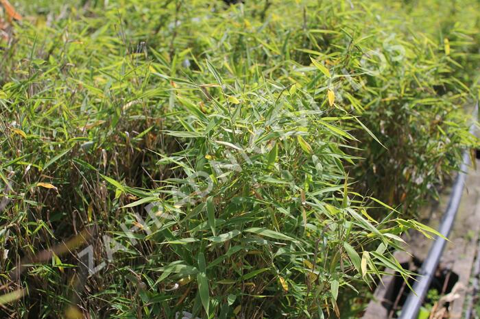 Bambus 'Panda' - Fargesia murieliae 'Panda'