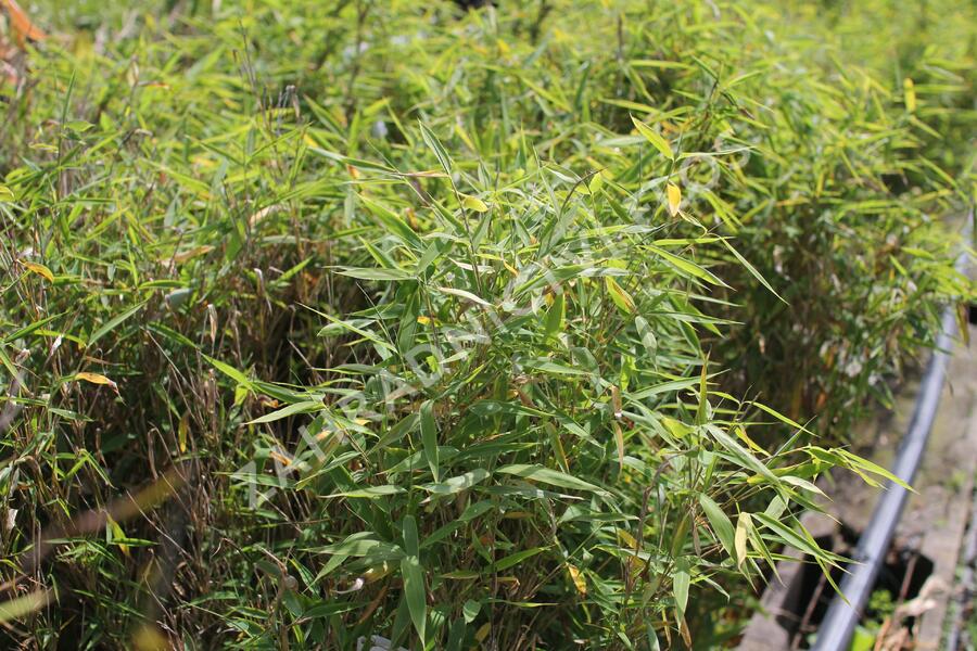 Bambus 'Panda' - Fargesia murieliae 'Panda'