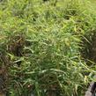 Bambus 'Panda' - Fargesia murieliae 'Panda'