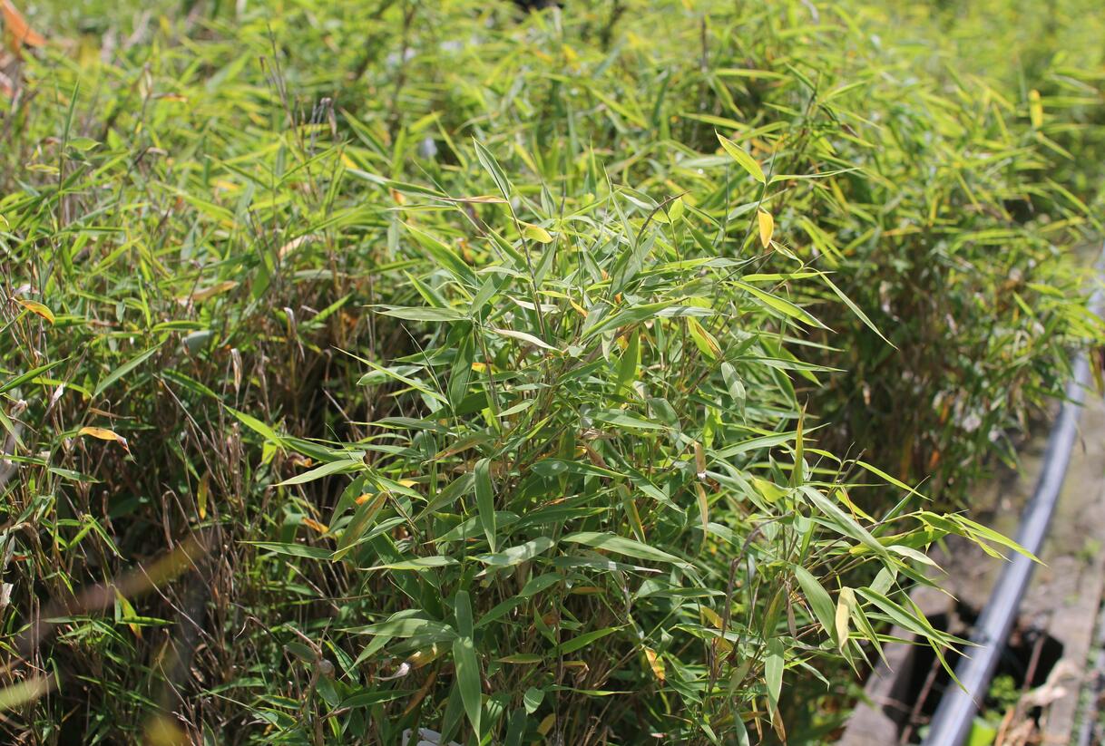 Bambus 'Panda' - Fargesia murieliae 'Panda'