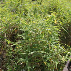 Bambus 'Panda' - Fargesia murieliae 'Panda'