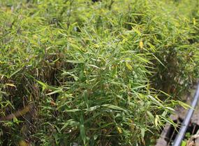 Bambus 'Panda' - Fargesia murieliae 'Panda'