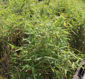 Bambus 'Panda' - Fargesia murieliae 'Panda'