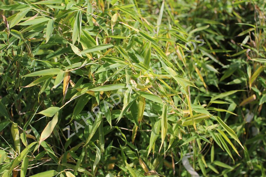 Bambus 'Dino' - Fargesia murieliae 'Dino'