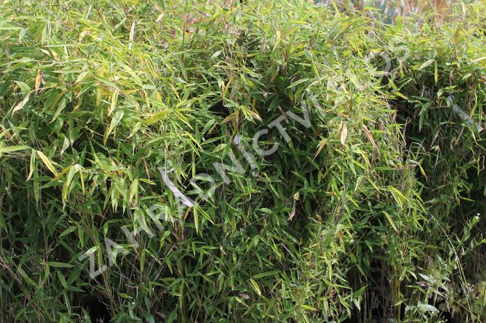 Bambus 'Dino' - Fargesia murieliae 'Dino'