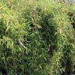 Bambus 'Dino' - Fargesia murieliae 'Dino'