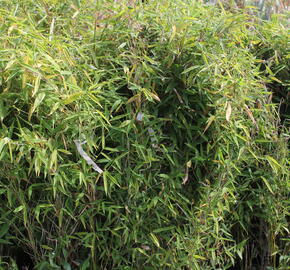 Bambus 'Dino' - Fargesia murieliae 'Dino'