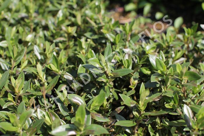 Hebe 'Naughties White' - Hebe 'Naughties White'