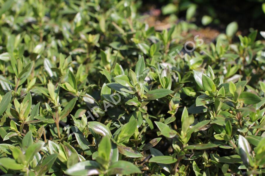 Hebe 'Naughties White' - Hebe 'Naughties White'