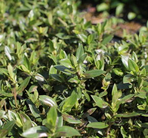 Hebe 'Naughties White' - Hebe 'Naughties White'