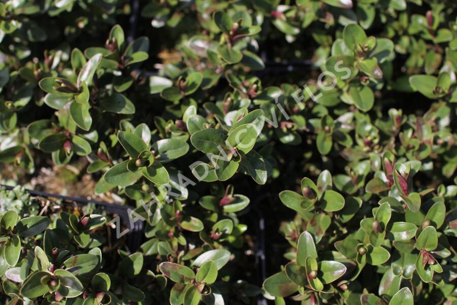 Hebe 'Naughties Light Blue' - Hebe 'Naughties Light Blue'