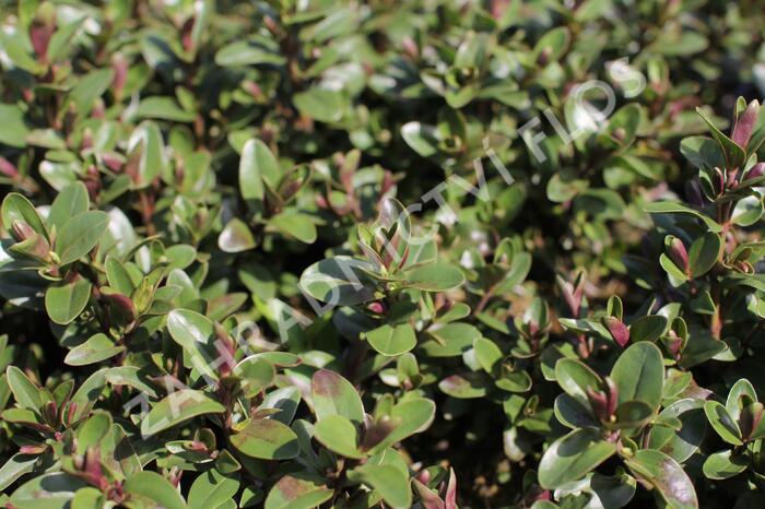 Hebe 'Naughties Light Blue' - Hebe 'Naughties Light Blue'