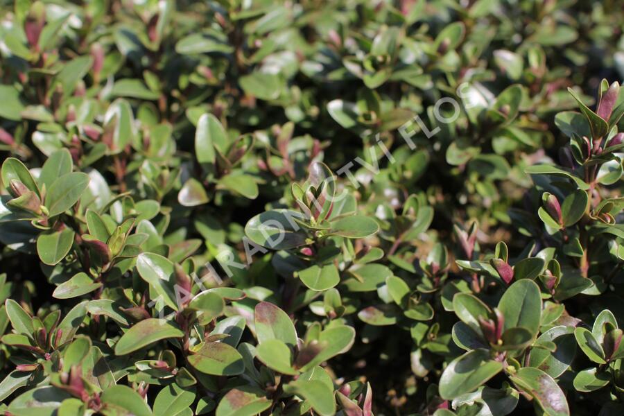 Hebe 'Naughties Light Blue' - Hebe 'Naughties Light Blue'