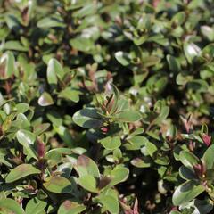 Hebe 'Naughties Light Blue' - Hebe 'Naughties Light Blue'