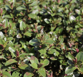 Hebe 'Naughties Light Blue' - Hebe 'Naughties Light Blue'