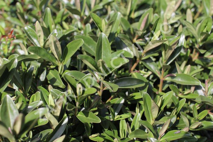 Hebe 'Outdoor Blue' - Hebe 'Outdoor Blue'