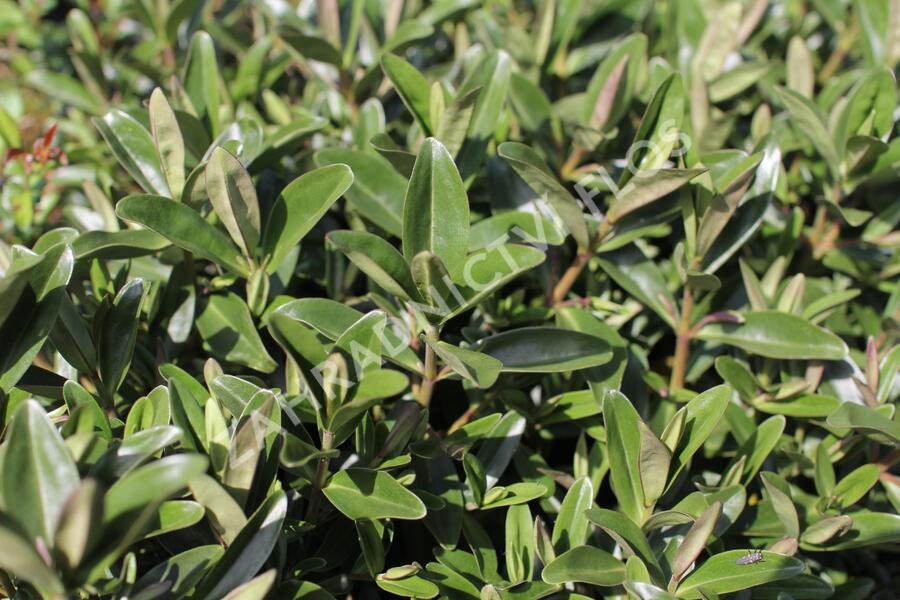 Hebe 'Outdoor Blue' - Hebe 'Outdoor Blue'