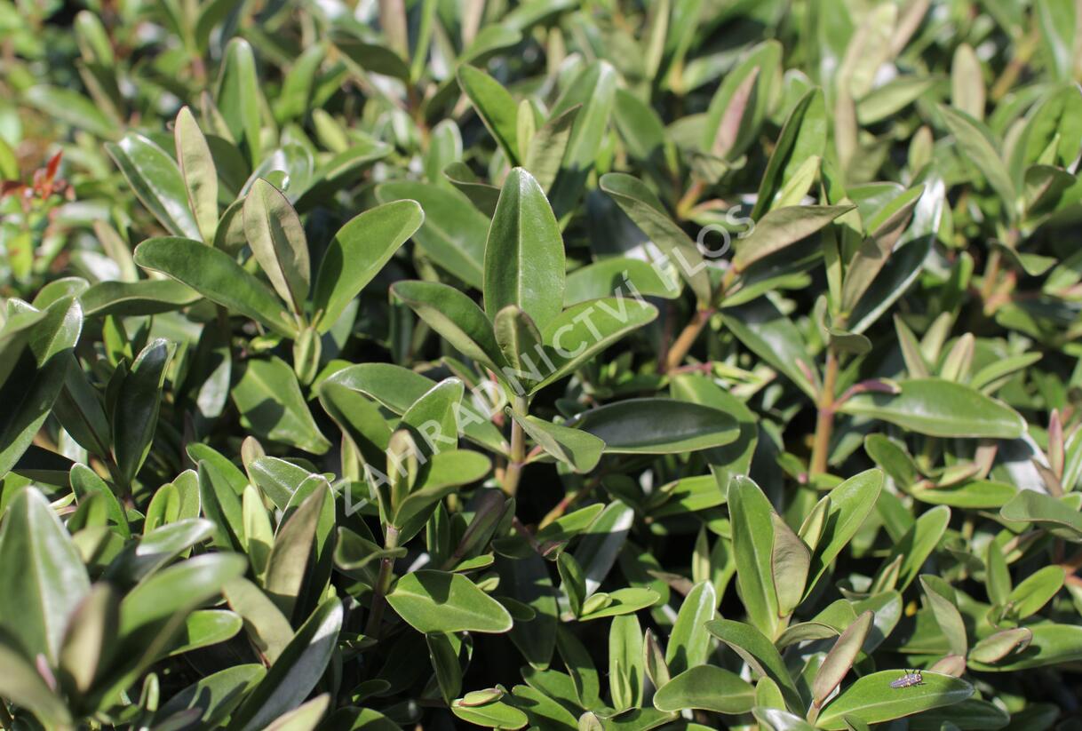 Hebe 'Outdoor Blue' - Hebe 'Outdoor Blue'