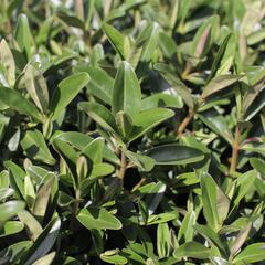Hebe 'Outdoor Blue' - Hebe 'Outdoor Blue'