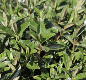 Hebe 'Outdoor Blue' - Hebe 'Outdoor Blue'