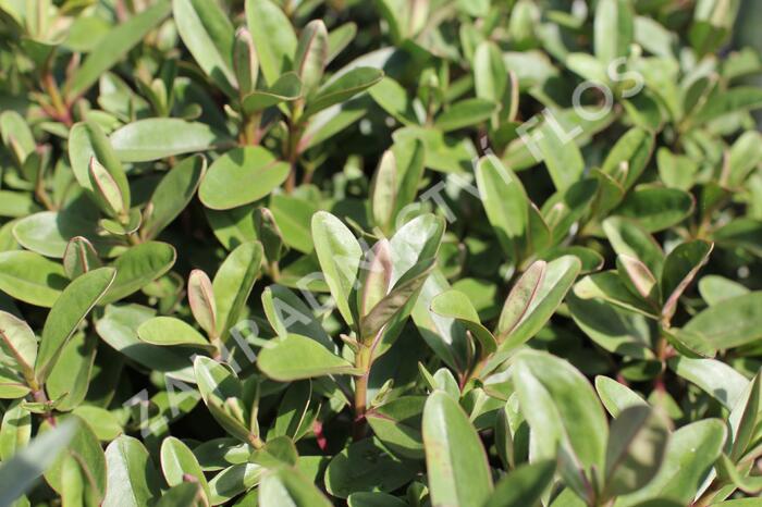 Hebe 'Outdoor Pink' - Hebe 'Outdoor Pink'