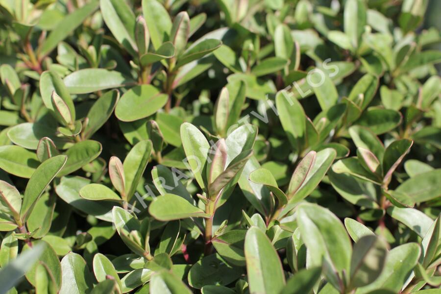 Hebe 'Outdoor Pink' - Hebe 'Outdoor Pink'