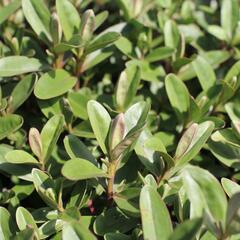 Hebe 'Outdoor Pink' - Hebe 'Outdoor Pink'