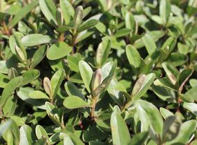 Hebe 'Outdoor Pink' - Hebe 'Outdoor Pink'