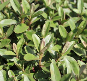 Hebe 'Outdoor Pink' - Hebe 'Outdoor Pink'