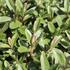 Hebe 'Outdoor Pink'.JPG