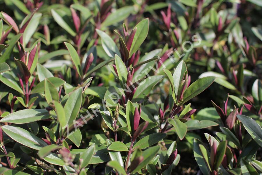 Hebe 'Naughties Light Pink' - Hebe 'Naughties Light Pink'