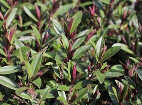 Hebe 'Naughties Light Pink' - Hebe 'Naughties Light Pink'
