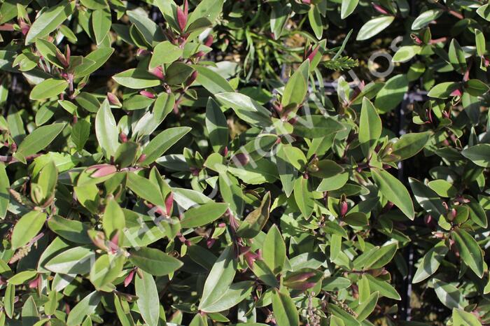 Hebe 'Naughties Light Pink' - Hebe 'Naughties Light Pink'