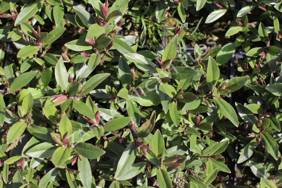 Hebe 'Naughties Light Pink' - Hebe 'Naughties Light Pink'