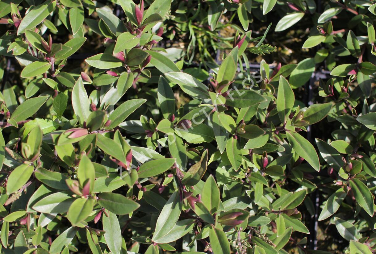 Hebe 'Naughties Light Pink' - Hebe 'Naughties Light Pink'