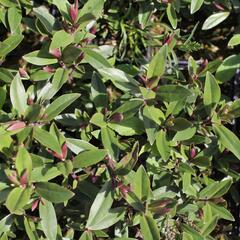 Hebe 'Naughties Light Pink' - Hebe 'Naughties Light Pink'