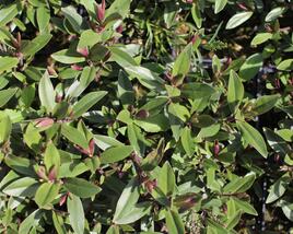Hebe 'Naughties Light Pink'