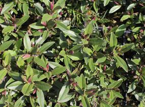 Hebe 'Naughties Light Pink' - Hebe 'Naughties Light Pink'
