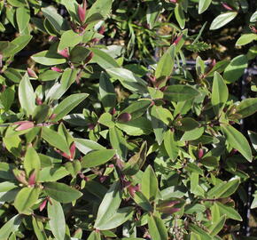 Hebe 'Naughties Light Pink' - Hebe 'Naughties Light Pink'