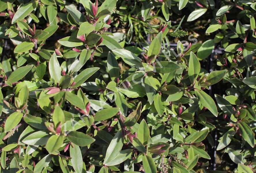 Hebe 'Naughties Light Pink' - Hebe 'Naughties Light Pink'