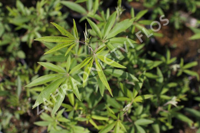 Drmek obecný 'Albus' - Vitex agnus castus 'Albus'