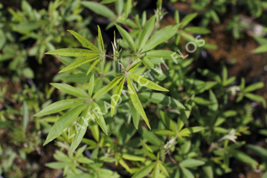 Drmek obecný 'Albus' - Vitex agnus castus 'Albus'