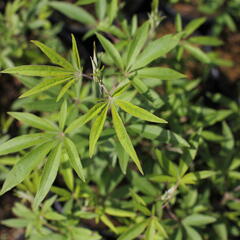 Drmek obecný 'Albus' - Vitex agnus castus 'Albus'