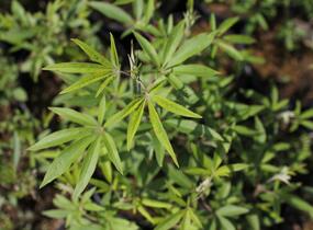 Drmek obecný 'Albus' - Vitex agnus castus 'Albus'
