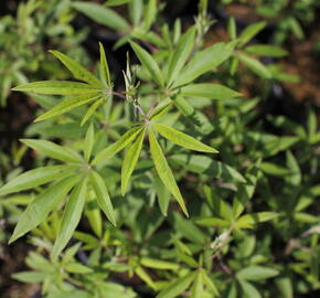 Drmek obecný 'Albus' - Vitex agnus castus 'Albus'