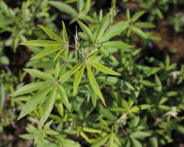 Drmek obecný 'Albus'