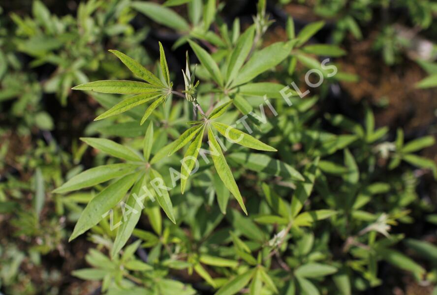 Drmek obecný 'Albus' - Vitex agnus castus 'Albus'